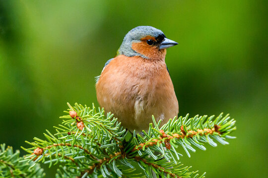 Chaffinch bird perching on green pine branch