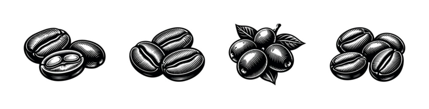 Vintage style illustration of coffee beans and cherries on a white background