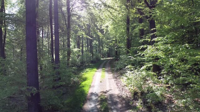 Drohne fliegt durch gr&uuml;nen Fr&uuml;hlingslaubwald entlang des Waldweges