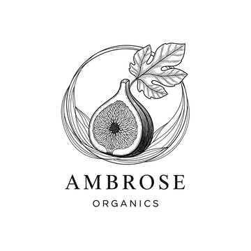 Hand drawn fig fruit logo design with organic leaf and circular line art style
