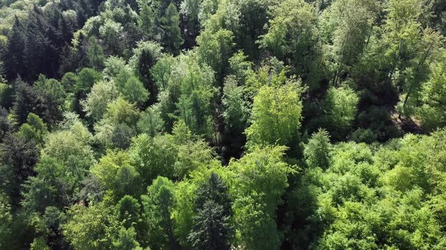 Drohne fliegt &uuml;ber gr&uuml;nen Laubwald im Fr&uuml;hling, Fr&uuml;hlingswald, Drohnenperspektive, Baumkronen