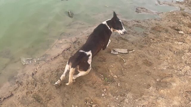 Stray Dogs walking and Resting on Riverbank with Calm Water Landscape	