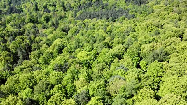 Drohne fliegt &uuml;ber gr&uuml;nen Laubwald im Fr&uuml;hling, Fr&uuml;hlingswald, Drohnenperspektive, Baumkronen