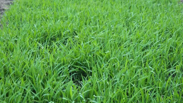 Slow tilt on Green Rice Seedlings Swaying in Breeze in Paddy Field Ready for Transplanting