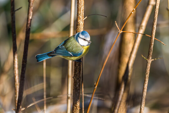 The Eurasian blue tit, Cyanistes caeruleus is a small passerine bird in the tit family, Paridae.