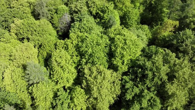 Drohne fliegt &uuml;ber gr&uuml;nen Laubwald im Fr&uuml;hling, Fr&uuml;hlingswald, Drohnenperspektive, Baumkronen