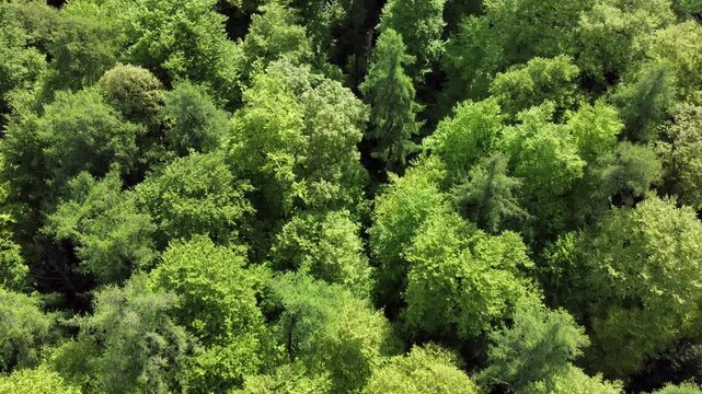 Drohne fliegt &uuml;ber gr&uuml;nen Laubwald im Fr&uuml;hling, Fr&uuml;hlingswald, Drohnenperspektive, Baumkronen