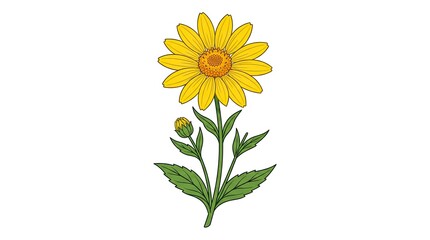 Fototapeta premium sunflower isolated on white background