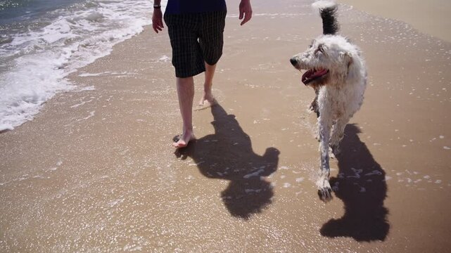 A smiling man with curly hair and his white and grey shaggy dog looking at each other on a sunny beach, bonding, slow motion.