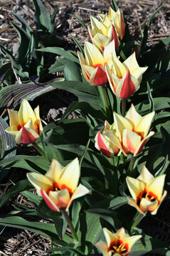 Tulpen, Tulipa spp., Tulpensorte,  Rafaello