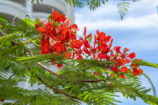 Clusters of vivid bright red royal poinciana flamboyant flowers blooming on branch with green feathery leaves in tropical Asia