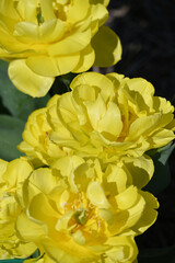 Obraz premium Tulpen, Tulipa spp., Tulpensorte, Yellow Pomponette (Forte)
