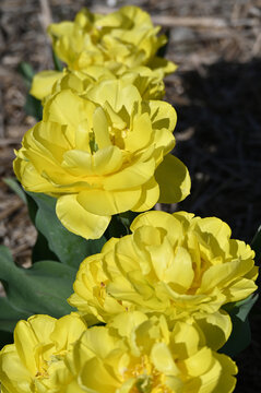 Tulpen, Tulipa spp., Tulpensorte,  Yellow Pomponette (Forte)