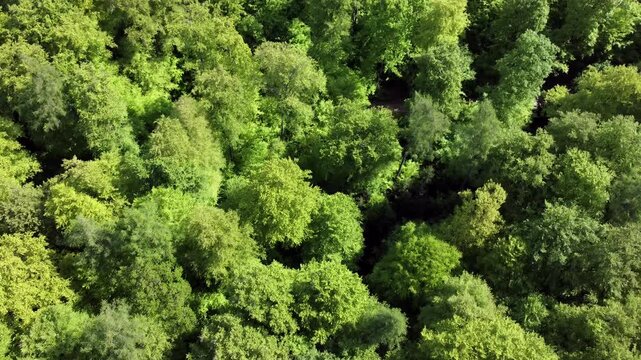 Drohne fliegt &uuml;ber gr&uuml;ne Baumkronen im Fr&uuml;hling, Laubwald, Fr&uuml;hlingswald, Luftaufnahme