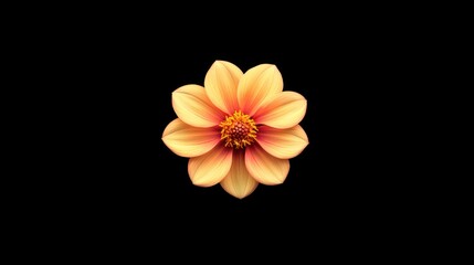 Fototapeta premium Single peach-orange dahlia blossom, centered on black background