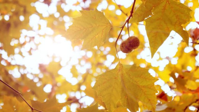 Golden Autumn Maple Leaves Glowing Against Backlit Sunlight in Dreamy Slow Motion