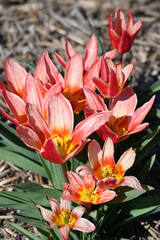 Obraz premium Tulpen, Tulipa spp., Tulpensorte, Shakespeare