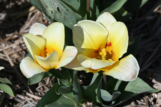 Tulpen, Tulipa spp., Tulpensorte, Vivaldi
