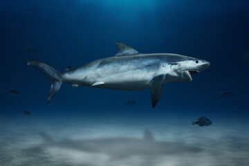 Fototapeta premium Great white shark swimming in the ocean