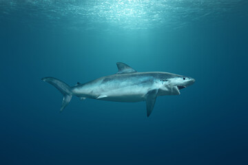Fototapeta premium Great white shark swimming in the ocean