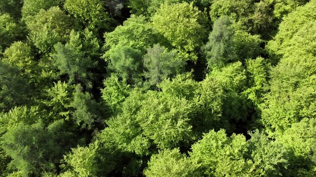 Drohne fliegt &uuml;ber gr&uuml;ne Baumkronen im Fr&uuml;hling, Laubwald, Fr&uuml;hlingswald, Luftaufnahme