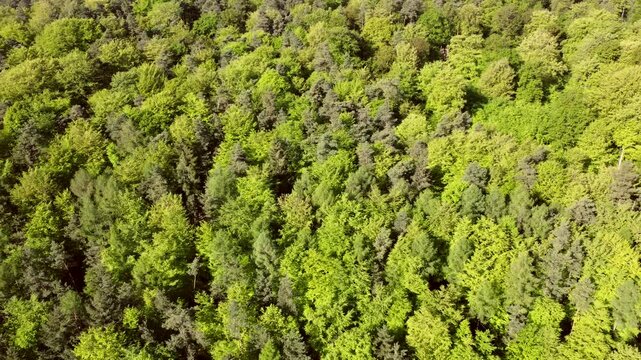 Drohne fliegt &uuml;ber gr&uuml;nen Laubwald im Fr&uuml;hling, Drohnenperspektive, Fr&uuml;hlingswald