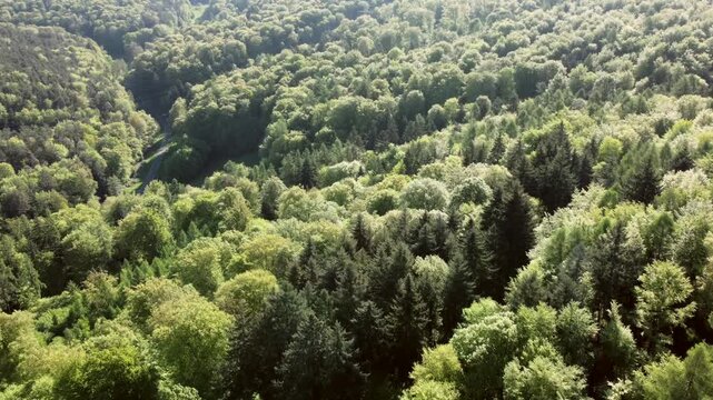 Drohne fliegt &uuml;ber gr&uuml;nen Laubwald im Fr&uuml;hling, Drohnenperspektive, Fr&uuml;hlingswald