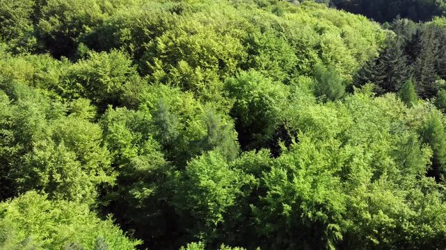 Drohne fliegt &uuml;ber gr&uuml;ne Baumkronen im Fr&uuml;hling, Laubwald, Fr&uuml;hlingswald, Luftaufnahme