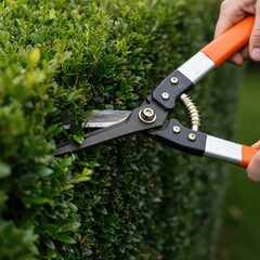 Obraz premium Close-up of professional gardening shears expertly trimming a lush green formal hedge, highlighting precise horticultural maintenance ,landscaping ,formal ,landscape
