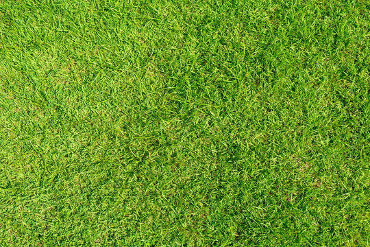 Top view of natural green grass texture. Realistic lawn background with fresh leaves for outdoor concepts.