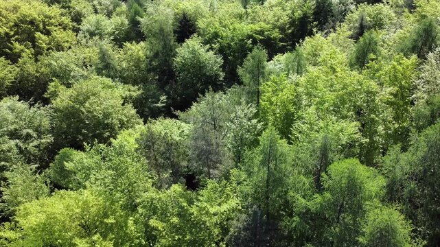 Drohne fliegt &uuml;ber gr&uuml;nen Laubwald im Fr&uuml;hling, Drohnenperspektive, Fr&uuml;hlingswald