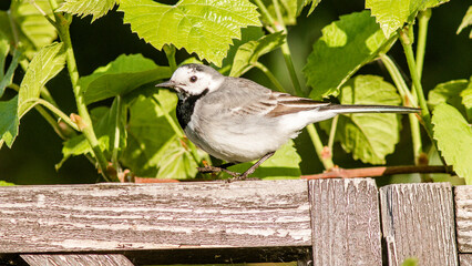 sparrow on a fence © lazalnik
