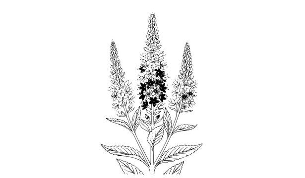 Spiked speedwell Veronica spicata floral vector isolated on white