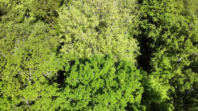 Drohne fliegt &uuml;ber gr&uuml;nen Laubwald im Fr&uuml;hling, Drohnenperspektive, Fr&uuml;hlingswald