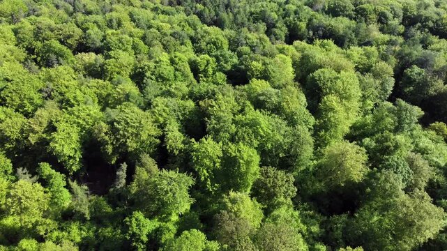 Drohne fliegt &uuml;ber gr&uuml;nen Laubwald im Fr&uuml;hling, Drohnenperspektive, Fr&uuml;hlingswald