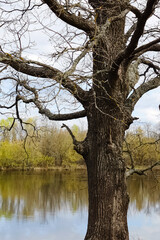 Obraz premium A large tree stands beside a river with calm water. The branches are bare, while new leaves are starting to grow in the background. The sky is cloudy