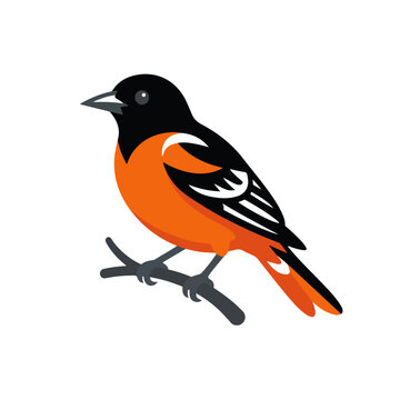Baltimore Oriole Perched on Branch Flat Vector Illustration