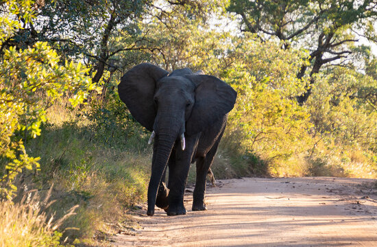 Safari Parc Kruger Afrique du Sud