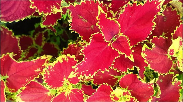 The Coleus flower, scientifically known as Coleus scutellarioides, has purplish-red leaves with yellowish-green edges and grows in tropical regions. In Indonesia, this flower is known as miana or iler