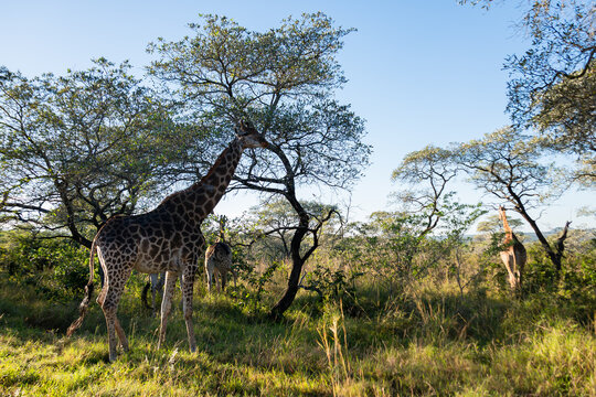Troupeau de girafes en Safari Parc Kruger Afrique du Sud