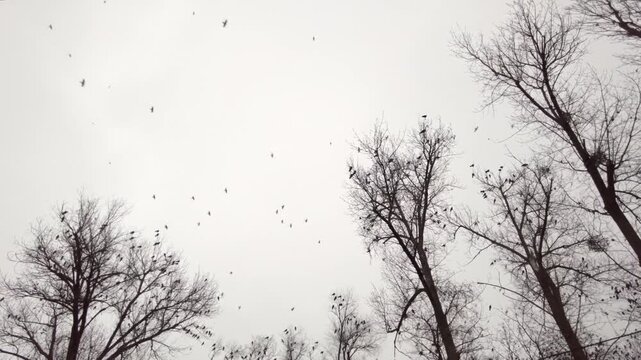 Large flock of black crows flying over bare autumn trees in cloudy sky.