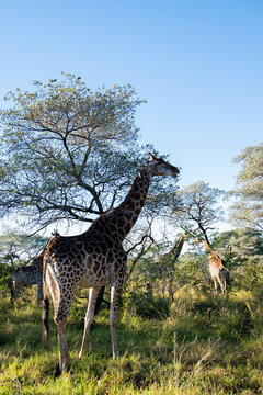 Troupeau de girafes en Afrique du Sud