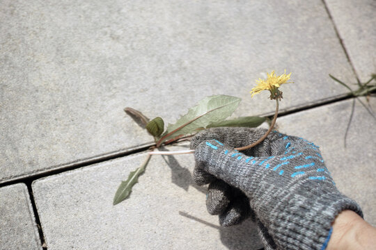 getting rid of a coltsfoot