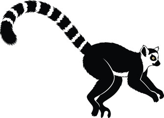 Black and white ring-tailed lemur walking © Nasrin