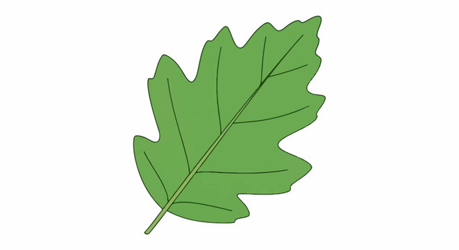 A green leaf with distinct veins and lobes on a white background