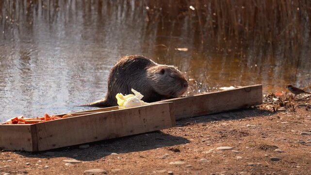 Wild furry nutria, also known as coypu, emerging from the water to eat pieces of cabbage and carrots from a wooden feeder on the riverbank in a natural environment on a sunny day