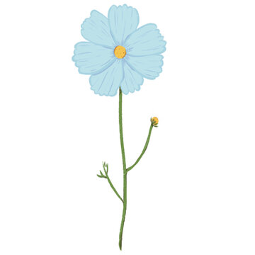 Hand-Drawn Light Blue Cosmos Flowers with Green Stem Clipart green stem with delicate leaves png transparent background