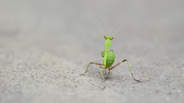 A small green praying mantis moves slowly and deliberately, its delicate movements captured in a dynamic close-up shot on a light gray concrete surface.
