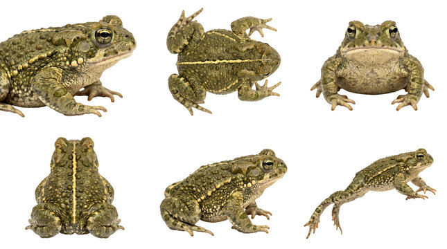 set of natterjack toad (epidalea calamita) with yellow stripe isolated on transparent background