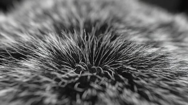 Black and white macro close-up of soft textured fur hairs showing detailed patterns and natural texture, fluffy animal fabric